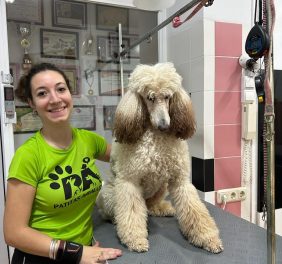 Peluquería Canina CO...